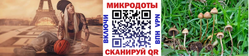 Псилоцибиновые грибы Psilocybine cubensis  Усть-Илимск 
